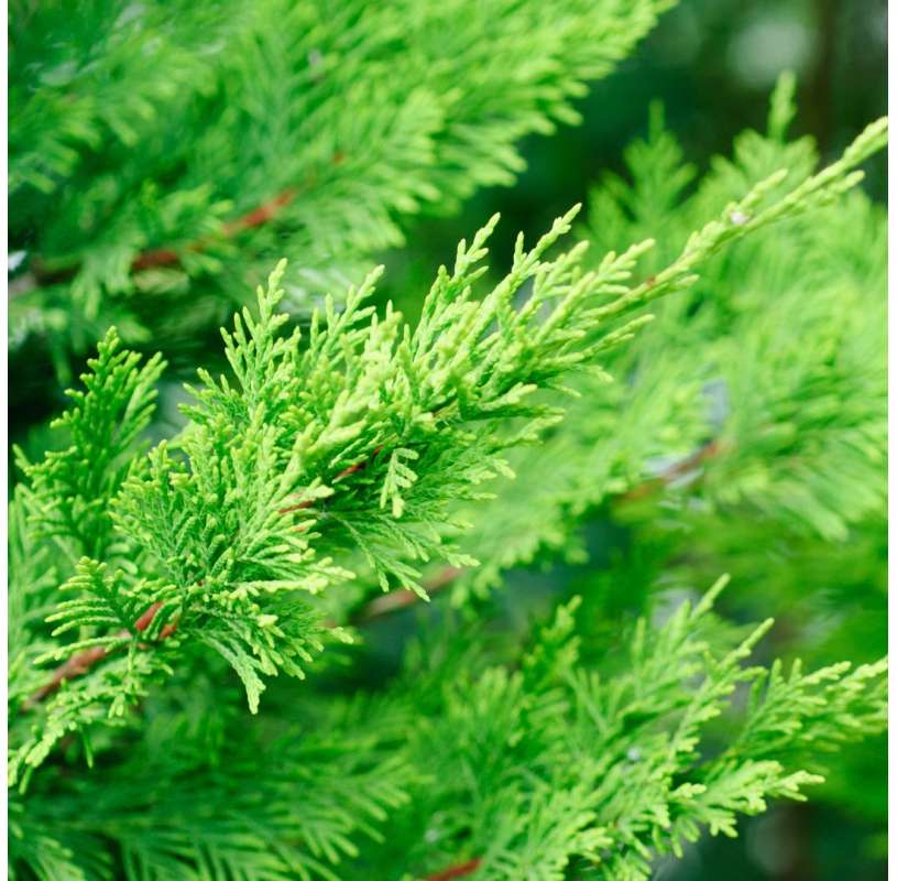 Cupressocyparis - Cypress leylandii - Viveros González - Natural Garden Centre Marbella
