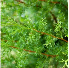 Cupressocyparis - Cypress leylandii - Viveros González - Natural Garden Centre Marbella
