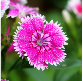 Dianthus chinensis o clavelina