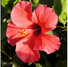 Hibiscus rosa sinensis. Natural Decor Centre Marbella Viveros González