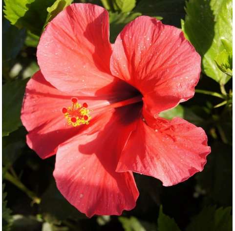 Hibiscus rosa sinensis. Viveros González. Natural Garden Center Marbella