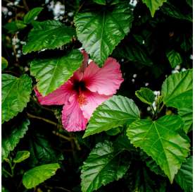 Hibiscus rosa sinensis Natural Decor Centre Marbella Viveros Gonzalez