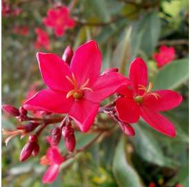 Jatropha integerrima. Arbusto. Flores rojas. Viveros Gonzalez. Garden centre. Marbella. Red flowers shrub.