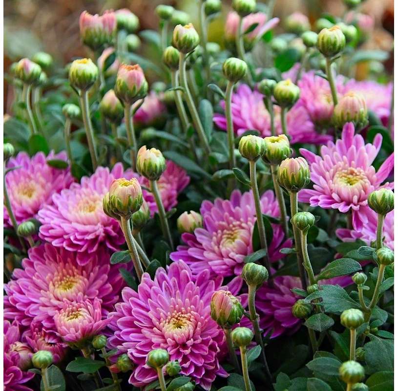 Crisantemo (Chrysantemum) Natural Decor Centre Marbella Viveros González