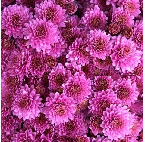 Crisantemo (Chrysantemum) Natural Decor Centre Marbella Viveros González