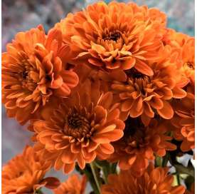 Crisantemo (Chrysantemum) Natural Decor Centre Marbella Viveros González
