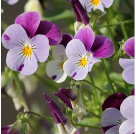 Pensamiento mini - Viola tricolor. Viveros González. Natural Garden Center Marbella