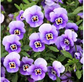 Mini pansy - Viola tricolor...
