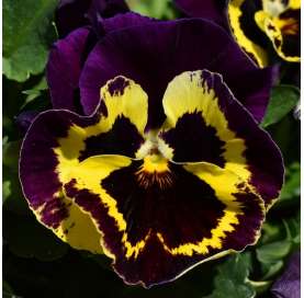 Pensamiento. Viola tricolor