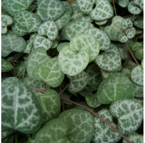 Ceropegia woodii. Planta suculenta colgante. Necklace of hearts. Viveros Gonzalez. Garden centre Marbella. Natural decor garden.