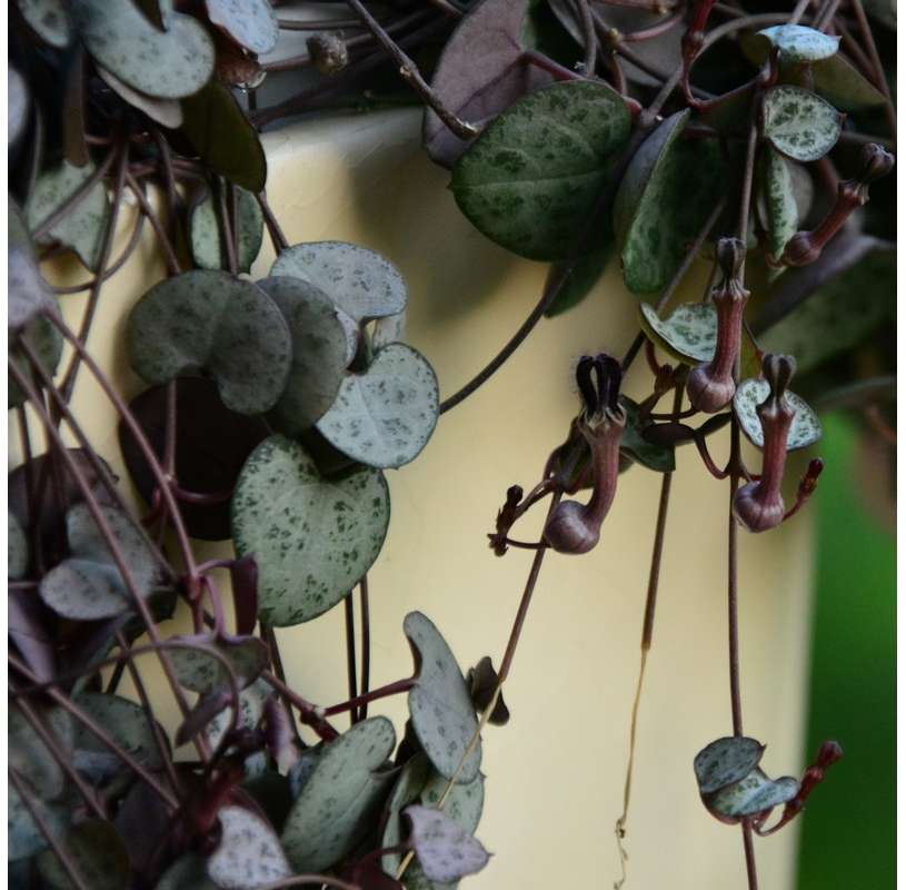 Ceropegia woodii. Planta suculenta colgante. Necklace of hearts. Viveros Gonzalez. Garden centre Marbella. Natural decor garden.