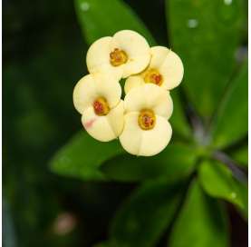 Euphorbia milii. Corona de cristo. .Natural Decor Centre.Viveros González.Marbella