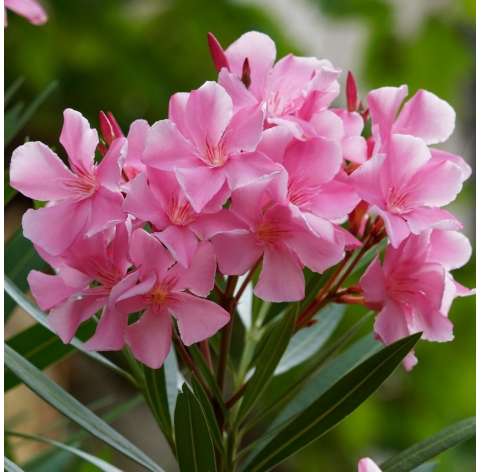 Adelfa-Nerium Oleander Natural Decor Centre Marbella Viveros González