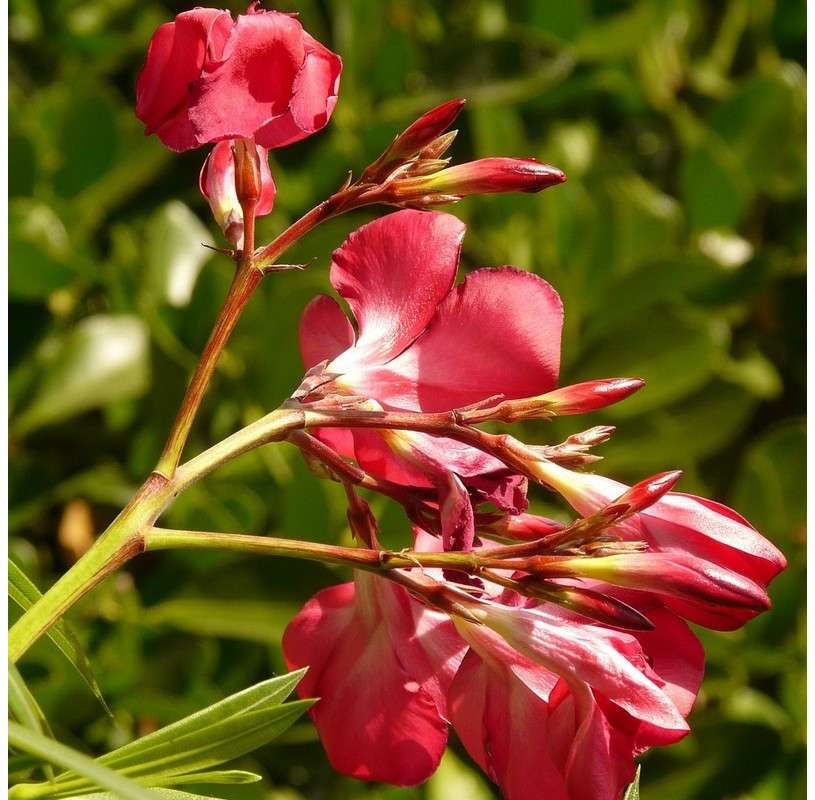 Adelfa-Nerium Oleander Natural Decor Centre Marbella Viveros González