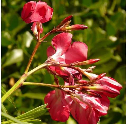 Adelfa-Nerium Oleander Natural Decor Centre Marbella Viveros González