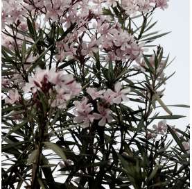 Adelfa-Nerium Oleander Natural Decor Centre Marbella Viveros González