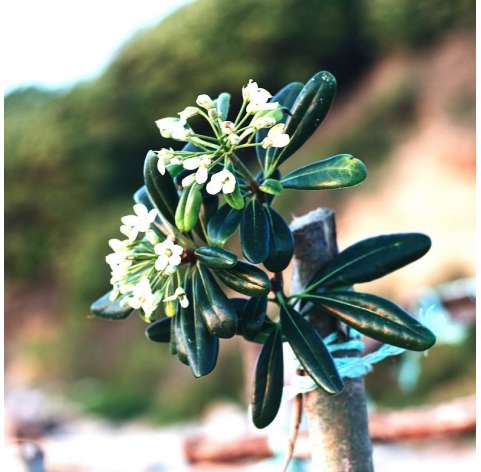 Pittosporum tobira -  Azahar de la China.  Viveros González Natural Decor Centre Marbella