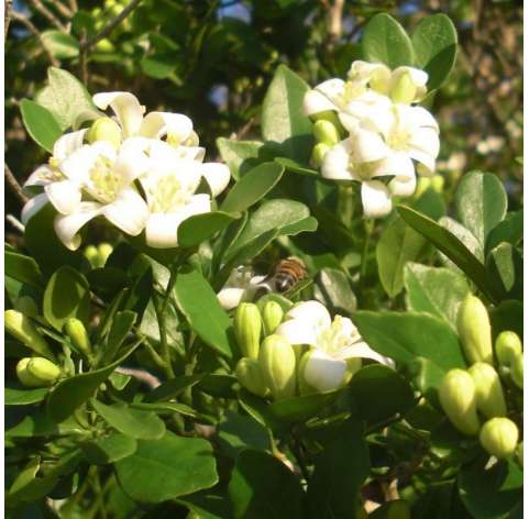 Stephanotis floribunda - Jasmín de Madagascar. Viveros González. Natural Garden Center Marbella