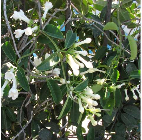 Stephanotis floribunda - Jasmín de Madagascar Natural Decor Centre Marbella