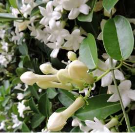Stephanotis floribunda - Jasmín de Madagascar. Viveros González. Natural Garden Center Marbella