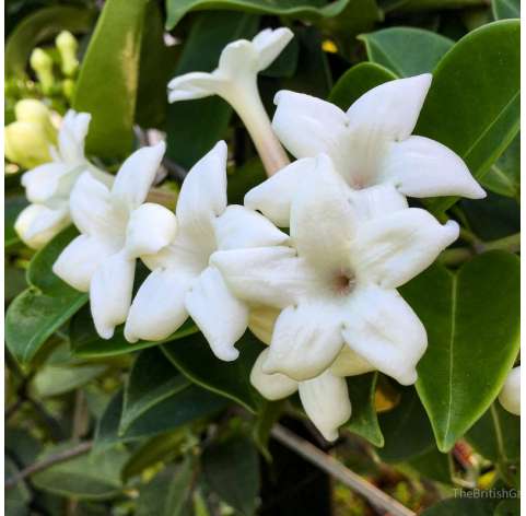 Stephanotis floribunda - Jasmín de Madagascar. Viveros González. Natural Garden Center Marbella