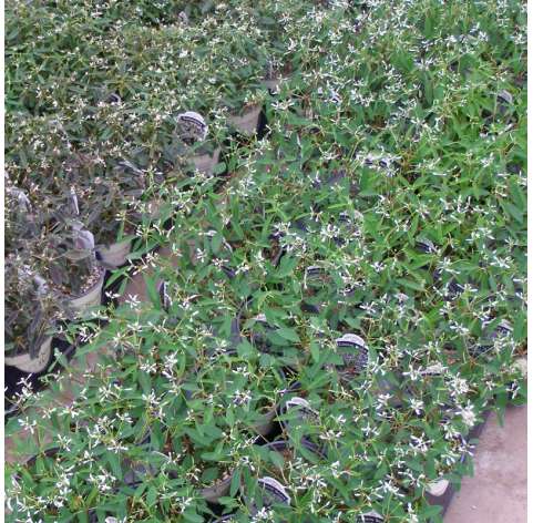 Euphorbia diamante.  Viveros González Natural decor Centre Marbella