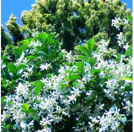 Trachelospermum jasminoides. Jazmin estrella. Viveros González. Natural Garden Center Marbella