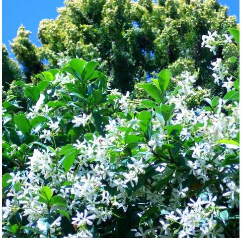 Trachelospermum jasminoides. Jazmin estrella.  Natural Decor Centre Viveros González Marbella