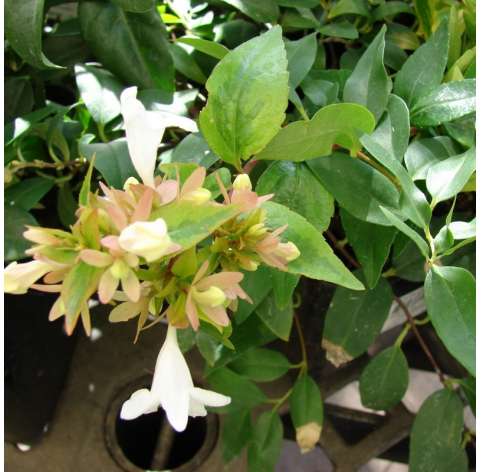 Abelia x grandiflora "kaleidoscope". Viveros González. Marbella. Centro de jardinería