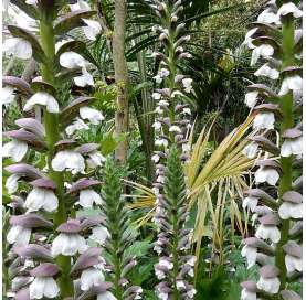 Acanthus mollis Natural Decor Centre Marbella Viveros González