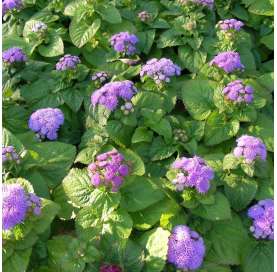 Ageratum  houstonianum Natural Decor Centre Marbella Viveros González
