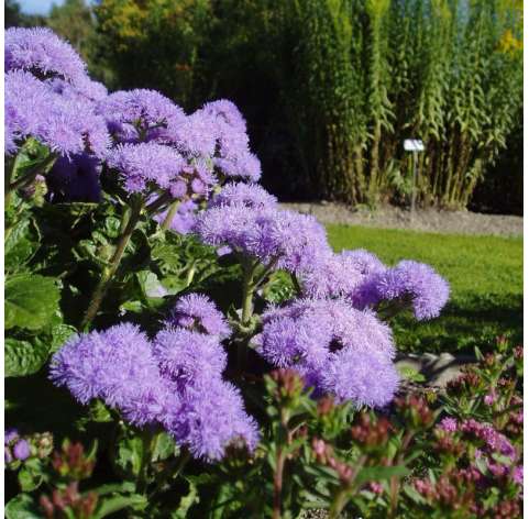 Ageratum  houstonianum Natural Decor Centre Marbella Viveros González