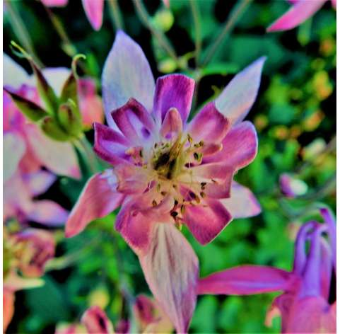 Aquilegia vulgaris Natural Decor Centre Marbella Viveros González