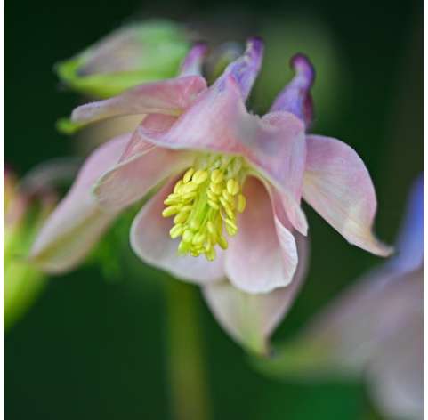 Aquilegia vulgaris Natural Decor Centre Marbella Viveros González