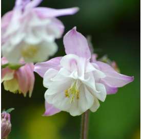 Aquilegia vulgaris Natural Decor Centre Marbella Viveros González