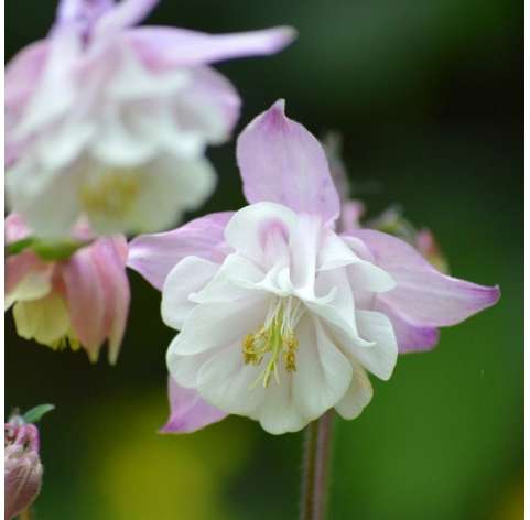 Aquilegia vulgaris Natural Decor Centre Marbella Viveros González