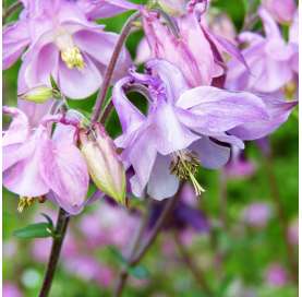 Aquilegia vulgaris Natural Decor Centre Marbella Viveros González