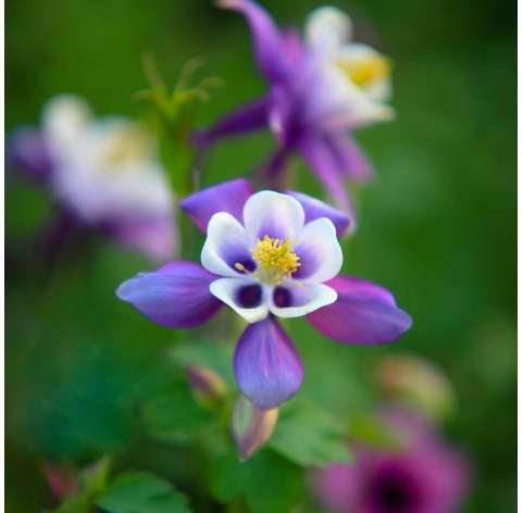 Aquilegia vulgaris Natural Decor Centre Marbella Viveros González