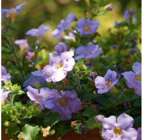 Bacopa o Sutera cordata Natural Decor Centre Marbella Viveros González