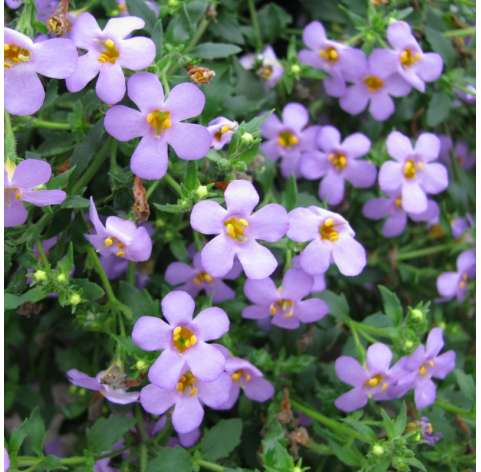 Bacopa o Sutera cordata Natural Decor Centre Marbella Viveros González