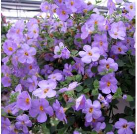 Bacopa o Sutera cordata Natural Decor Centre Marbella Viveros González