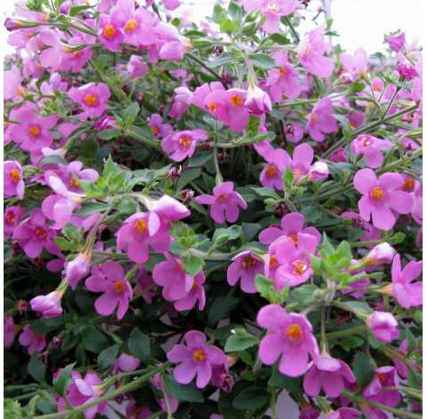 Bacopa o Sutera cordata Natural Decor Centre Marbella Viveros González