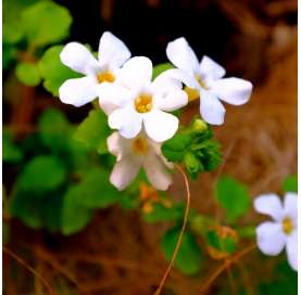 Bacopa o Sutera cordata Natural Decor Centre Marbella Viveros González