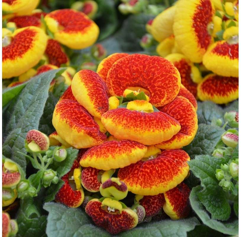 Calceolaria-Annual Plant-Care-Online Sales