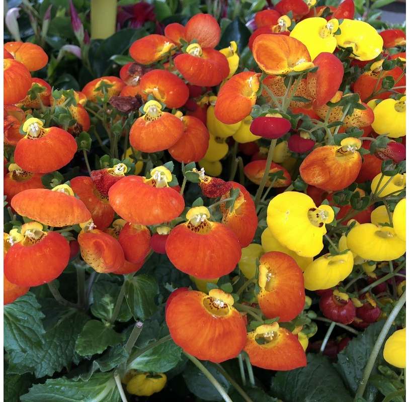 Calceolaria-Annual Plant-Care-Online Sales
