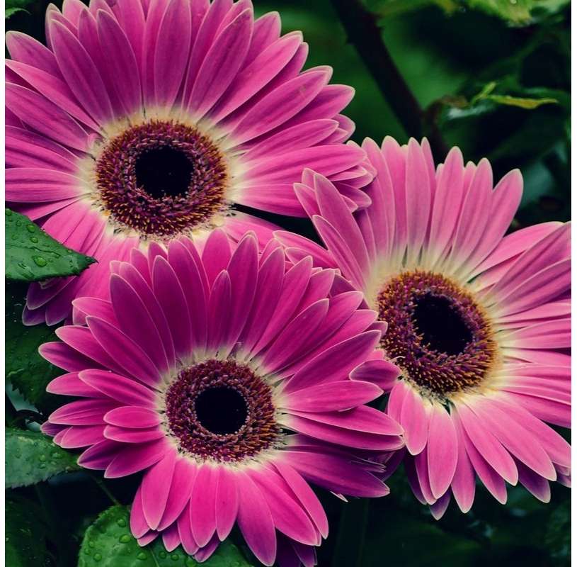 Gerbera  Viveros González Natural decor Centre Marbella