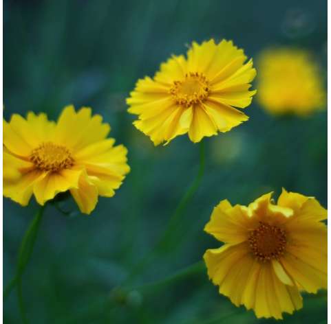 Coreopsis o Semiramís Natural Decor Centre Marbella Viveros González