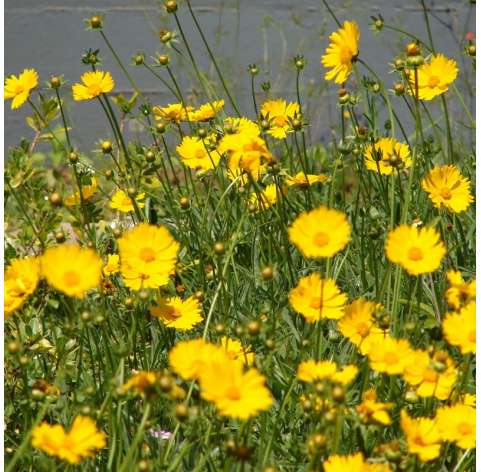 Coreopsis o Semiramís Natural Decor Centre Marbella Viveros González