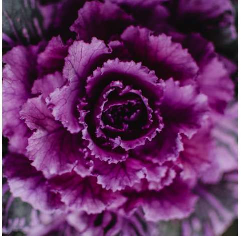 Col Brassica  Viveros González Natural decor Centre Marbella