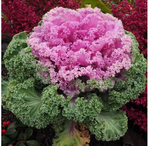 Col Brassica  Viveros González Natural decor Centre Marbella